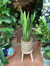 Load image into Gallery viewer, Sansevieria trifasciata Zeylanica 17cm Pot - *Local Delivery or Pick Up Only*

