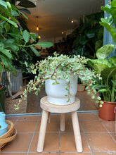 Load image into Gallery viewer, Portulacaria afra Variegata - Elephant Bush
