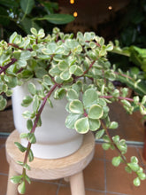 Load image into Gallery viewer, Portulacaria afra Variegata - Elephant Bush
