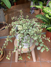 Load image into Gallery viewer, Portulacaria afra Variegata - Elephant Bush
