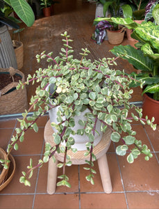 Portulacaria afra Variegata - Elephant Bush