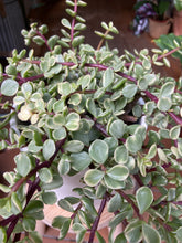 Load image into Gallery viewer, Portulacaria afra Variegata - Elephant Bush
