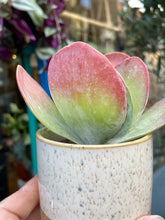 Load image into Gallery viewer, Kalanchoe thyrsiflora / Paddle Plant
