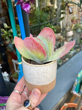 Load image into Gallery viewer, Kalanchoe thyrsiflora / Paddle Plant

