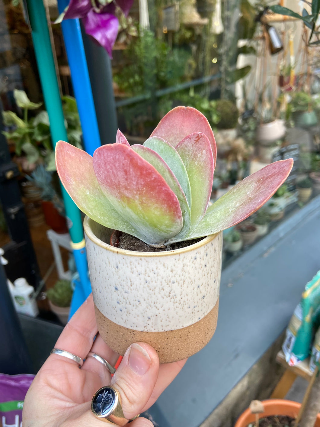 Kalanchoe thyrsiflora / Paddle Plant