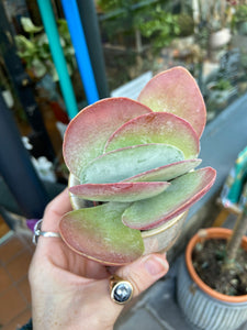 Kalanchoe thyrsiflora - Paddle Plant