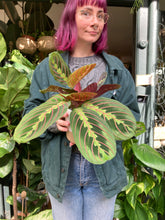 Load image into Gallery viewer, Maranta leuconeura Tricolor / Prayer Plant
