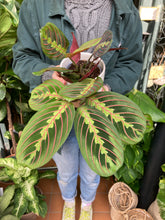Load image into Gallery viewer, Maranta leuconeura Tricolor - Prayer Plant
