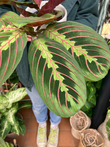 Maranta leuconeura Tricolor - Prayer Plant