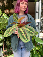 Load image into Gallery viewer, Maranta leuconeura Tricolor - Prayer Plant
