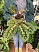 Load image into Gallery viewer, Maranta leuconeura Tricolor / Prayer Plant
