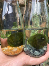 Load image into Gallery viewer, Marimo Moss Ball Terrarium Smaller - *Local Delivery or Local Pick Up Only*

