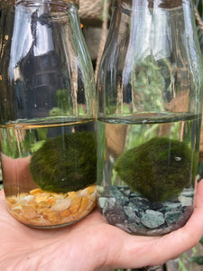 Marimo Moss Ball Terrarium - *Local Delivery or Local Pick Up Only*