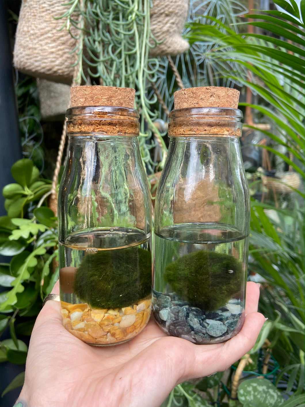Marimo Moss Ball Terrarium Smaller - *Local Delivery or Local Pick Up Only*