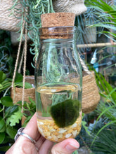 Load image into Gallery viewer, Marimo Moss Ball Terrarium - *Local Delivery or Local Pick Up Only*
