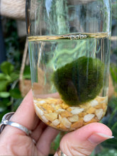 Load image into Gallery viewer, Marimo Moss Ball Terrarium - *Local Delivery or Local Pick Up Only*
