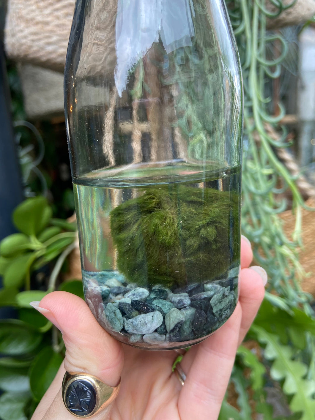 Marimo Moss Ball Terrarium - *Local Delivery or Local Pick Up Only*