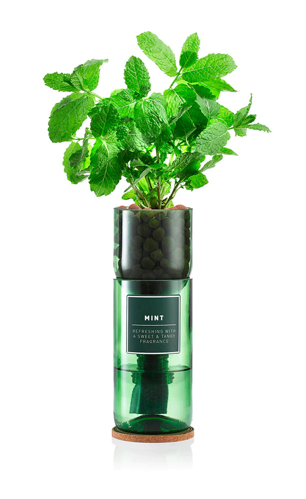 Hydro Herb Kit - Basil, Mint or Coriander