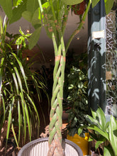 Load image into Gallery viewer, Pachira aquatica - *Local Delivery or Local Pick Up Only*
