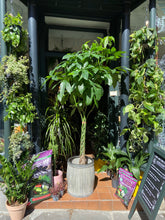 Load image into Gallery viewer, Pachira aquatica - *Local Delivery or Local Pick Up Only*
