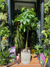 Load image into Gallery viewer, Pachira aquatica - *Local Delivery or Local Pick Up Only*
