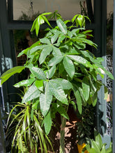 Load image into Gallery viewer, Pachira aquatica - *Local Delivery or Local Pick Up Only*
