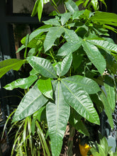 Load image into Gallery viewer, Pachira aquatica - *Local Delivery or Local Pick Up Only*
