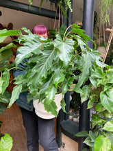 Load image into Gallery viewer, Philodendron bipinnatifidum Xanadu / Winterbourn Philodendron - *Local Delivery or Local Pick Up Only*
