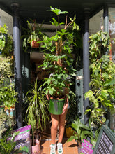 Load image into Gallery viewer, Philodendron pedatum on Moss Pole - *Local Delivery or Local Pick Up Only*
