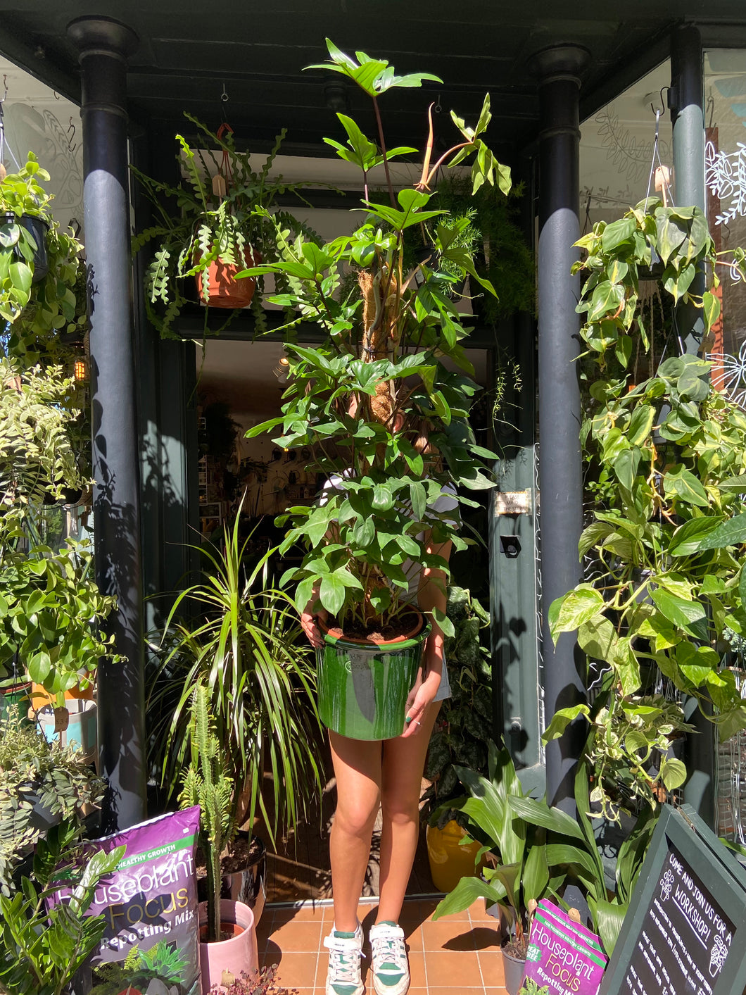 Philodendron pedatum on Moss Pole - *Local Delivery or Local Pick Up Only*