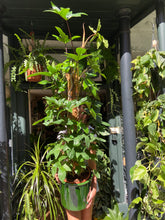 Load image into Gallery viewer, Philodendron pedatum on Moss Pole - *Local Delivery or Local Pick Up Only*
