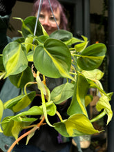 Load image into Gallery viewer, Philodendron scandens Brasil / Sweetheart Plant
