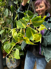 Load image into Gallery viewer, Philodendron scandens Brasil / Sweetheart Plant
