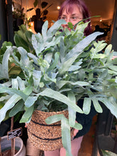 Load image into Gallery viewer, Phlebodium aureum / Blue Star Fern
