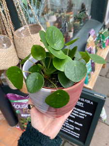 Pilea peperomioides 13cm Pot - Chinese Money Plant