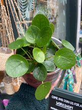 Load image into Gallery viewer, Pilea peperomioides 13cm Pot - Chinese Money Plant
