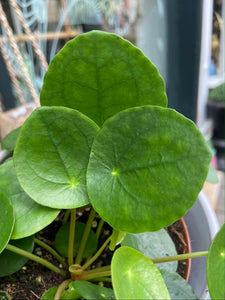 Pilea peperomioides 13cm Pot - Chinese Money Plant