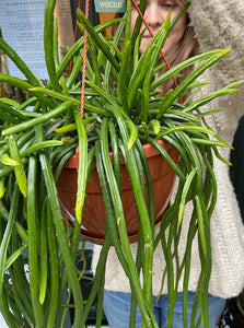 Rhipsalis wercklei