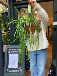 Rhipsalis wercklei - *Local Delivery or Local Pick Up Only*