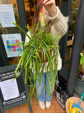Load image into Gallery viewer, Rhipsalis wercklei / Jungle Cactus
