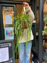 Load image into Gallery viewer, Rhipsalis wercklei / Jungle Cactus
