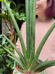 Sansevieria cylindrica Handshake - *Local Delivery Or Pick Up Only *