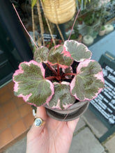 Load image into Gallery viewer, Saxifraga stolonifera Variegata - Strawberry Begonia
