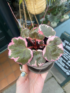 Saxifraga stolonifera Variegata - Strawberry Begonia