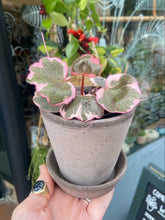 Load image into Gallery viewer, Saxifraga stolonifera Variegata - Strawberry Begonia
