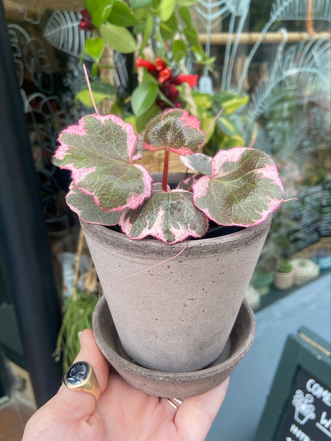 Saxifraga stolonifera Variegata - Strawberry Begonia
