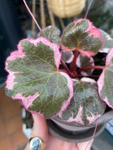 Load image into Gallery viewer, Saxifraga stolonifera Variegata - Strawberry Begonia
