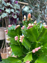Load image into Gallery viewer, Schlumbergera / Christmas Cactus - 9cm Pot
