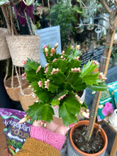 Load image into Gallery viewer, Schlumbergera / Christmas Cactus - 9cm Pot
