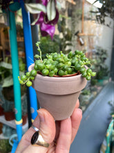 Load image into Gallery viewer, Senecio rowleyanus 5.5cm Pot - String of Pearls
